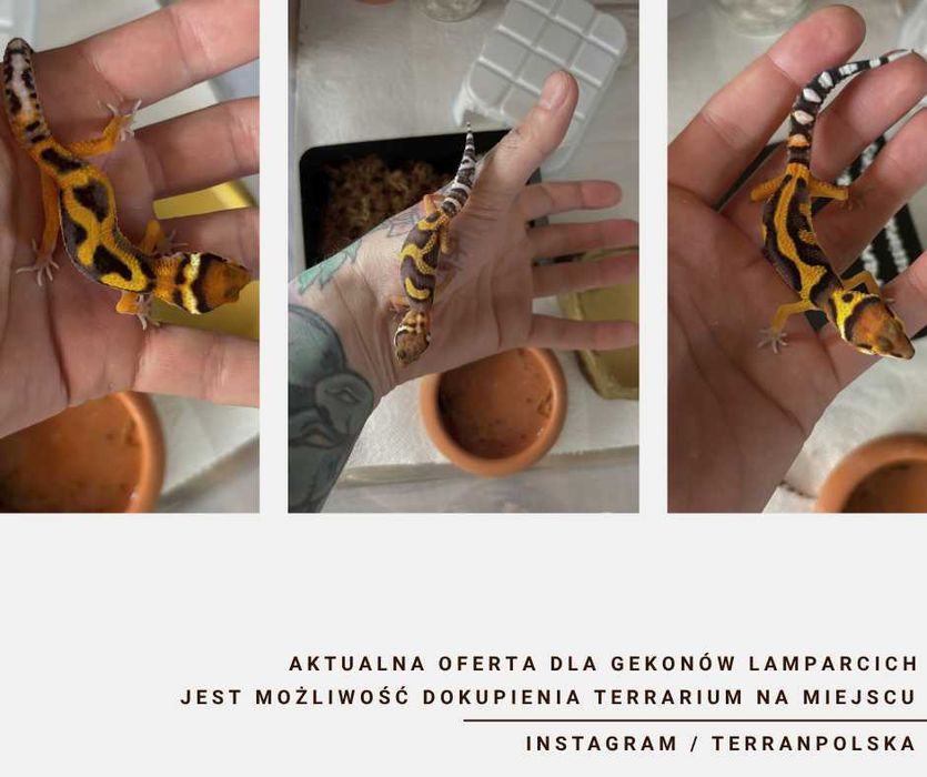 Gekon Lamparci - Jaszczurka dla początkujących agama zbożówka