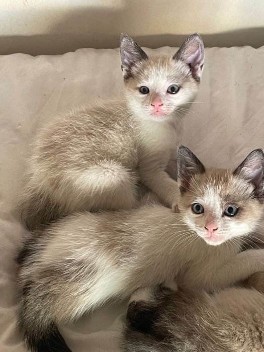 Tenho 2 amores para dar uma gatinha e um gatinho nascidos em 17.4