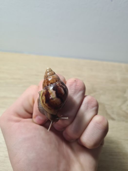 Ślimak afrykański olbrzymi Lissachatina Fulica - młode osobniki