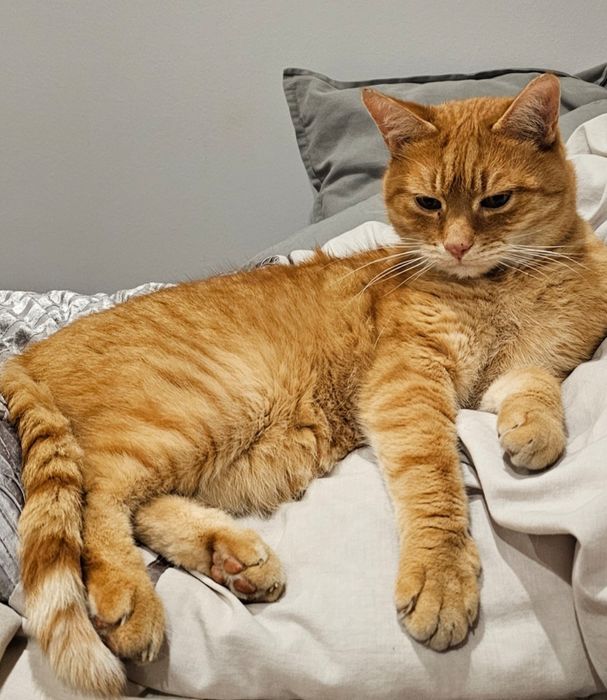 ZAGINĄŁ rudy kot- Łódź Górna- NAGRODA