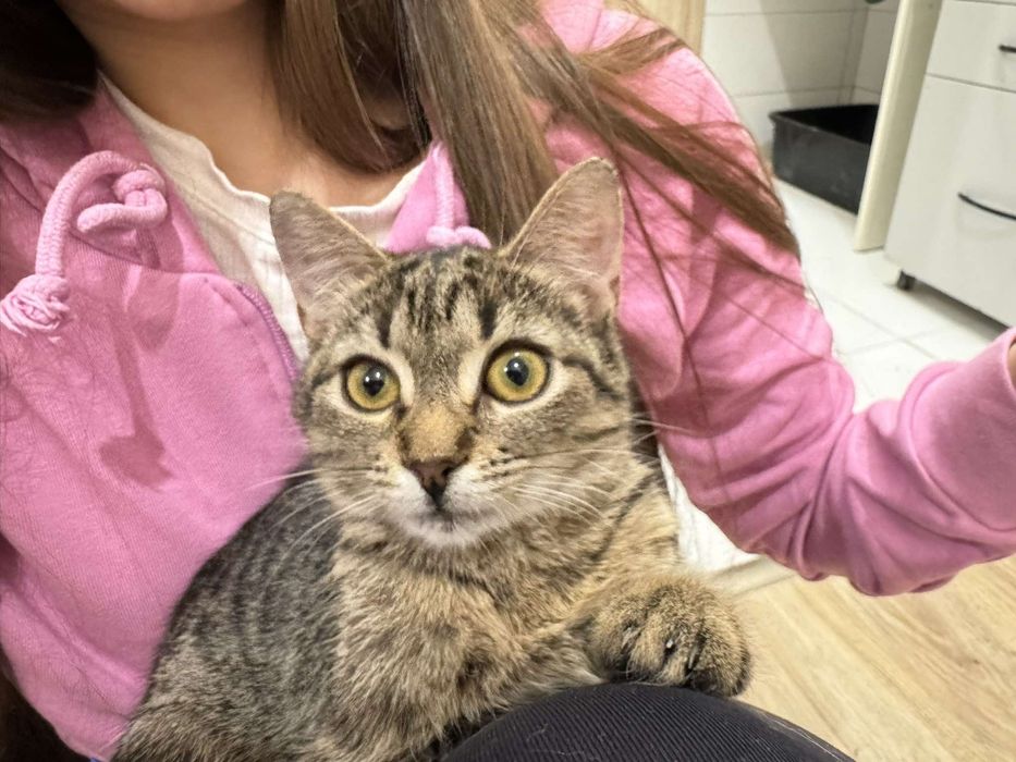 Wolontariusze do kociej fundacji poszukiwani :)