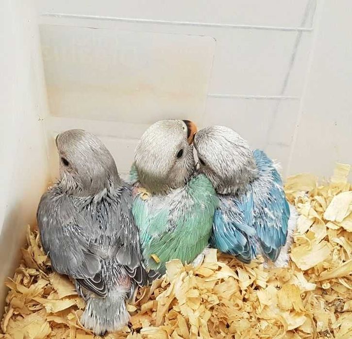 Coelho anões vacinados e desparasitação,kit completo