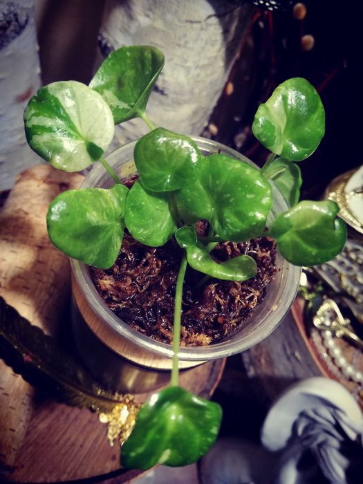 Pilea Albo Variegata roś UNIKAT Drzewko Szczęścia i pieniędzy monstera