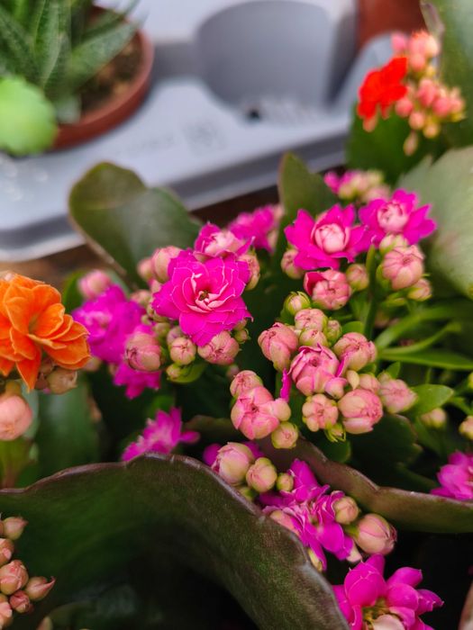 Kalanchoe com Flor Dobrada (Kalanchoe Calandiva) - planta em vaso