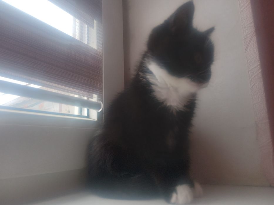 Домашні милі кішечки