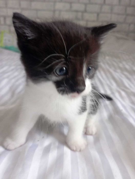 Котенок бесплатно