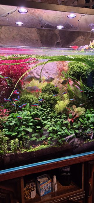 Reaktor co2 do akwarium