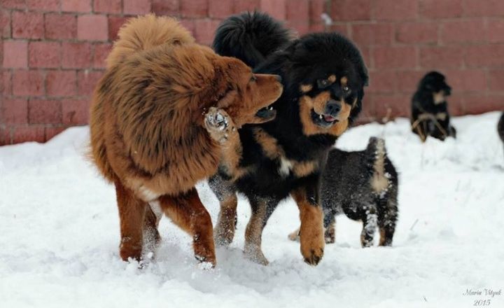 Предлагаются к продаже элитные щенки тибетского мастифа из профессиона