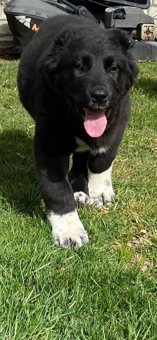 Сао алабай цуценя