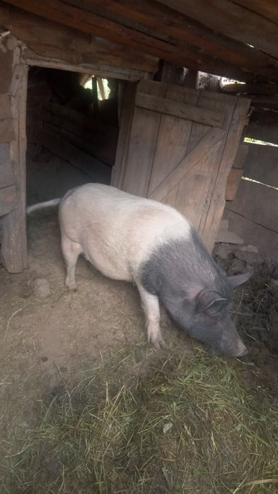 Продам вєтнамського хряка