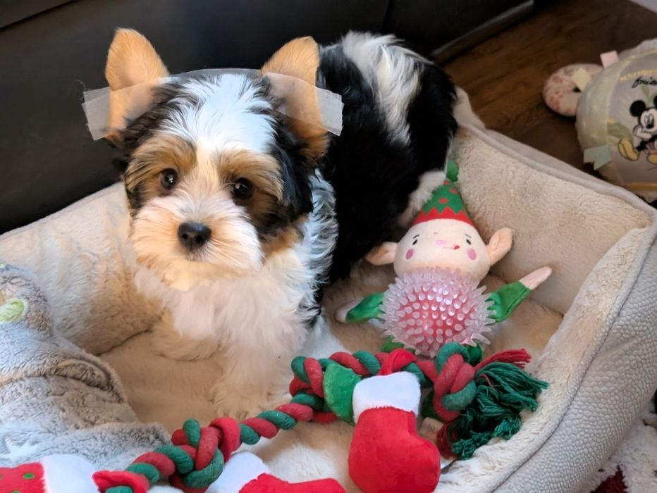 Piesek York Biewer Yorkshire terrier pies Iwo