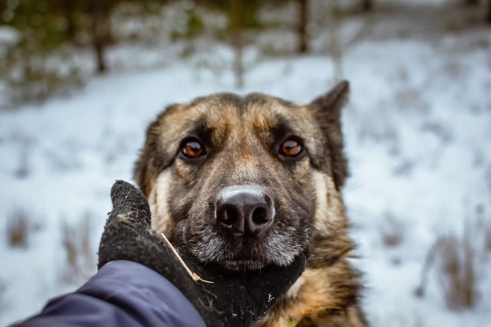 Piękna sunia w typie owczarka szuka domu!