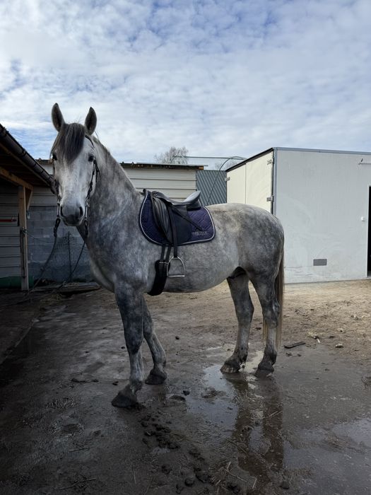Sprzedam Ogiera Śląskiego
