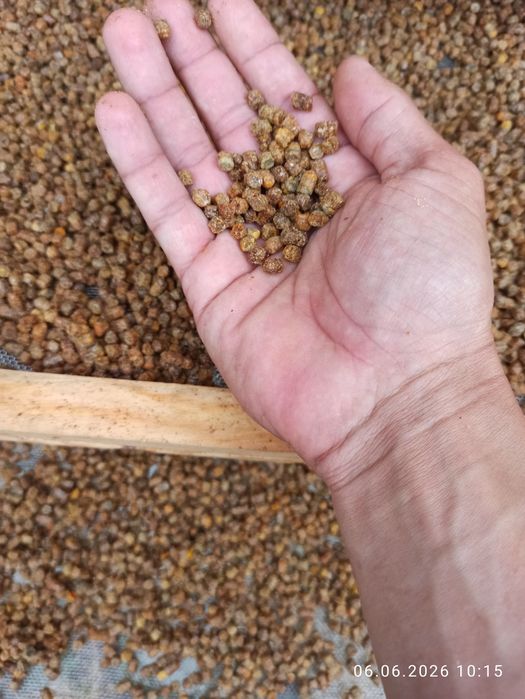 Продам свіжу пергу