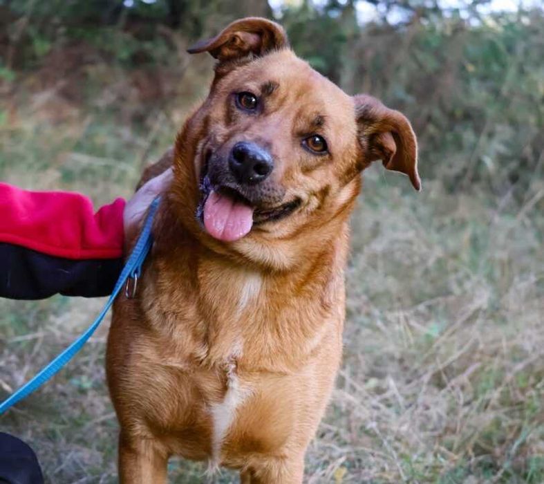 Pies który uwielbia się przytulać, lubi psy i koty - adoptuj