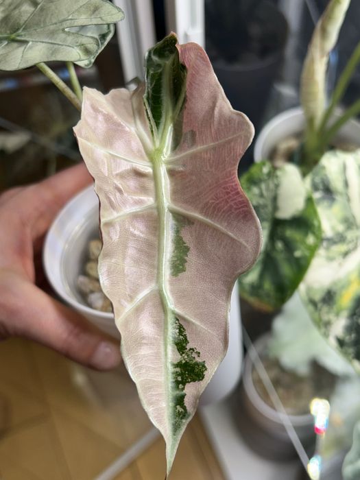 Alokazja Polly Pink Variegata maluszek/ ogrzewacz w cenie