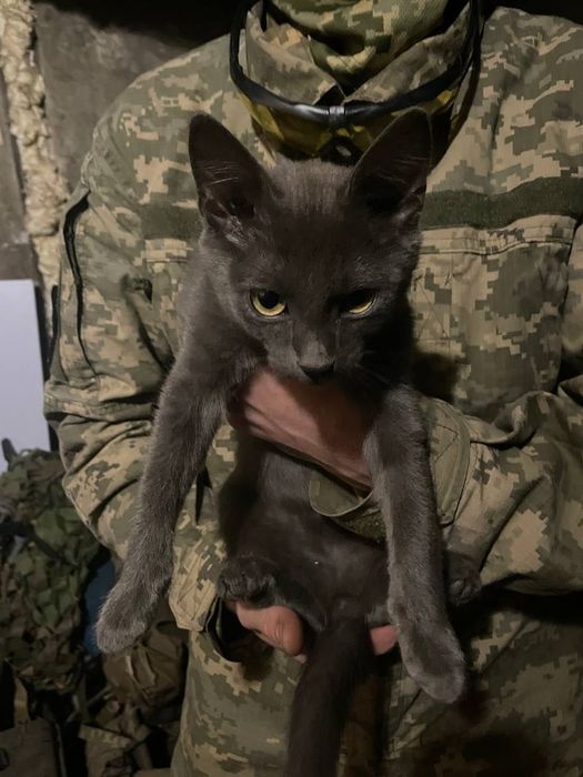 Котики в добрі руки