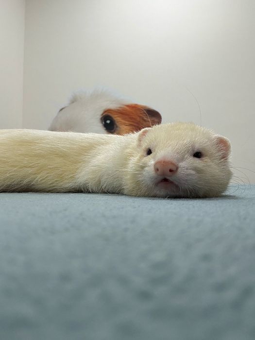 Hotel e Petsitting Patas & Bigodes