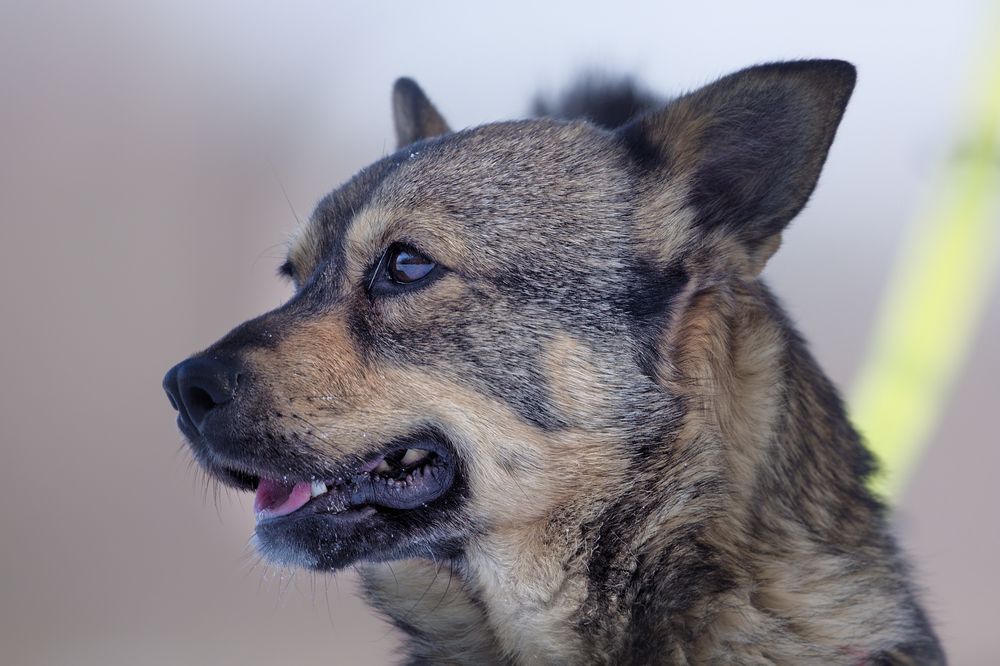 Suczka o imieniu Łajka