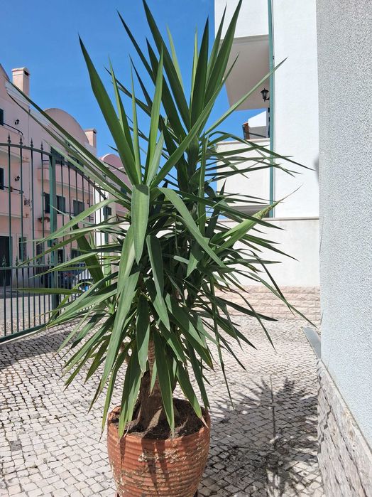 Yucca com 1.70 cms