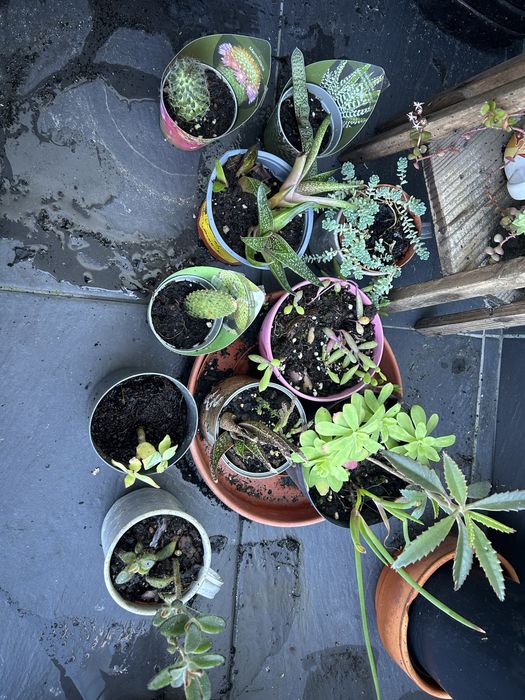 31 sucuentas, 3 azevinhos, 2 pinheiros nórdicos