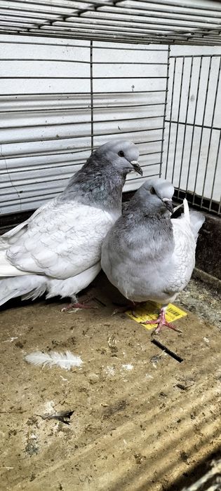 Gołębie ozdobne rysie