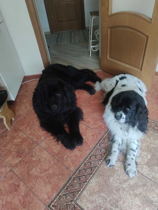 Шерсть нюфаундленда