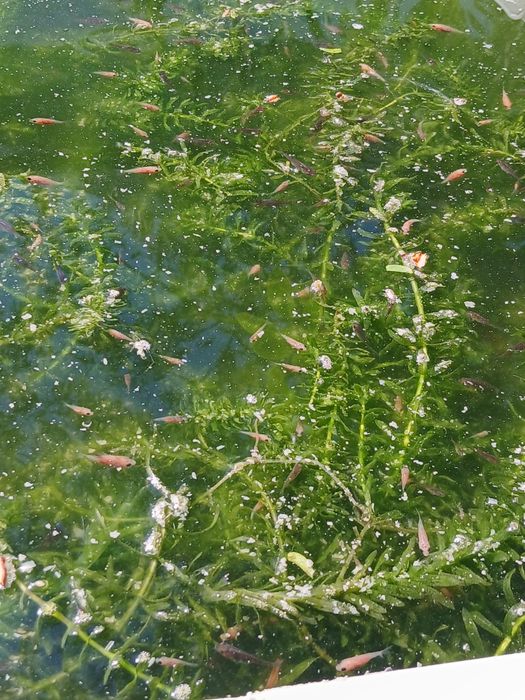 Peixes de aquário ou lago de água fria