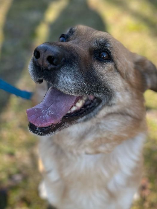 Fajna sunia Atenka Szuka domku