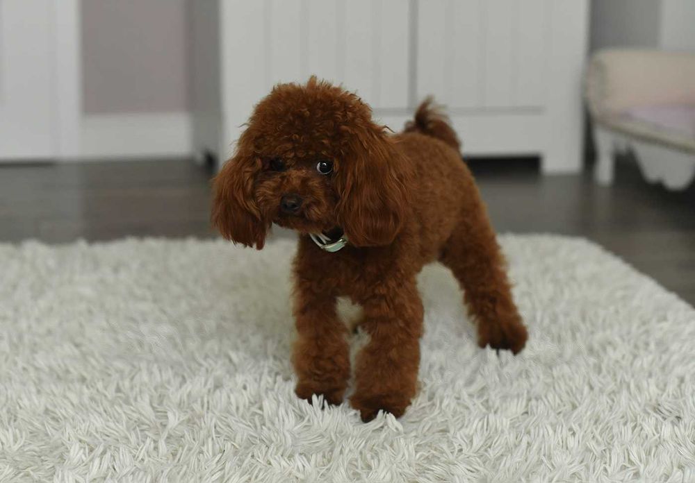 Pudel toy red brown- mini reprroduktor krycie