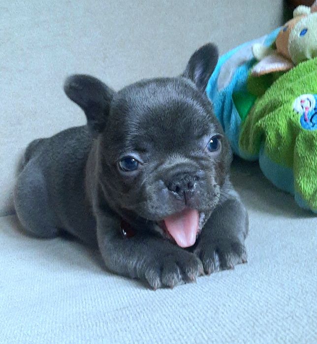 Buldog trancuski piesek