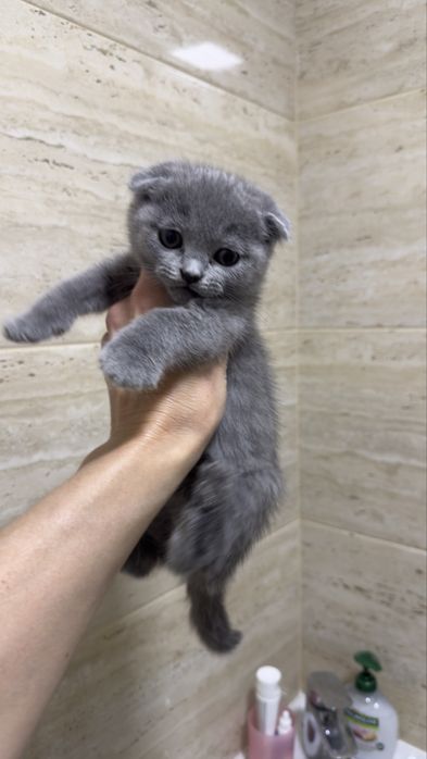 Scottish fold com 2 meses