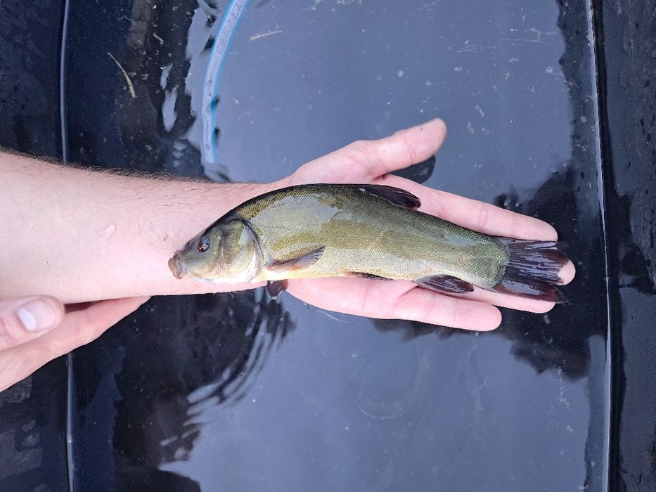 Lin narybek 15-20cm cm Dostępny! Karp, Amur, płoć