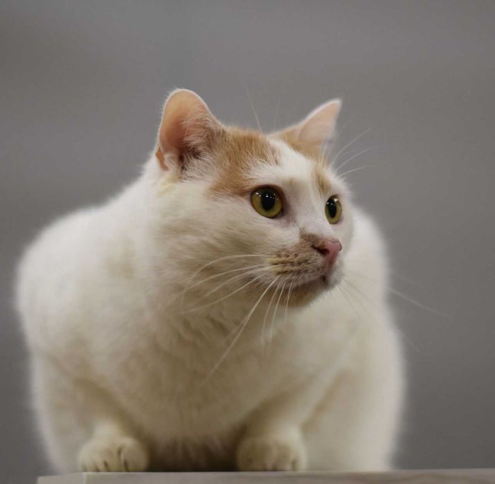 Рудик — кот, который превратит вашу жизнь в уютное путешествие