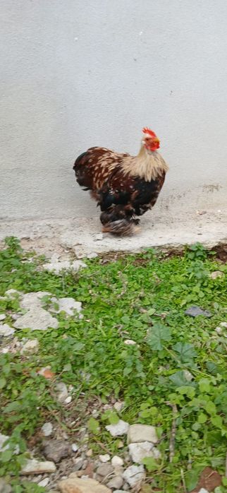 Pintos pequins variedade de cor