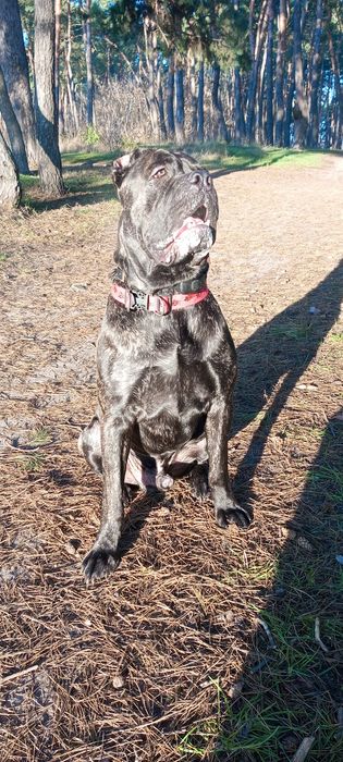 Кане -Корсо ищет невесту