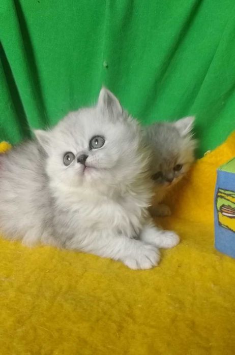Пепельная серая голубые серебристая шиншилла котята