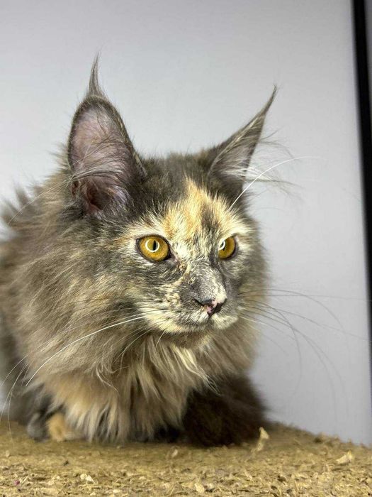 Мэйн-кун девочка черепаховое окраска • документы WCF