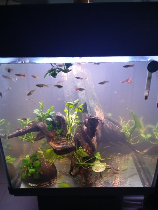 Aquario 45x45x50 com móvel