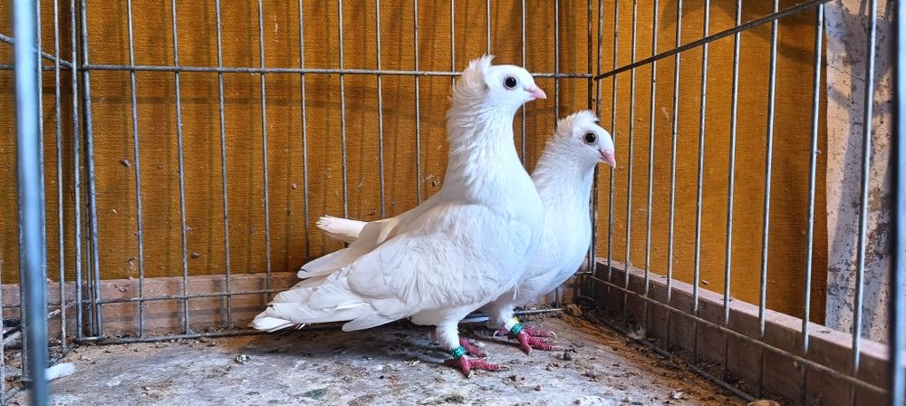 Gołębie z lotu Szegedyńskie. Szegedyny para białe