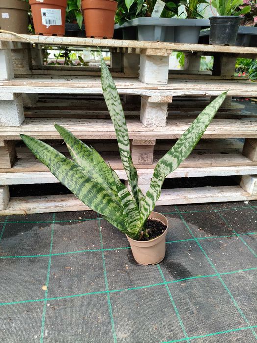 Espada de S. Jorge (Sanseveria Zeylanica) - planta em vaso