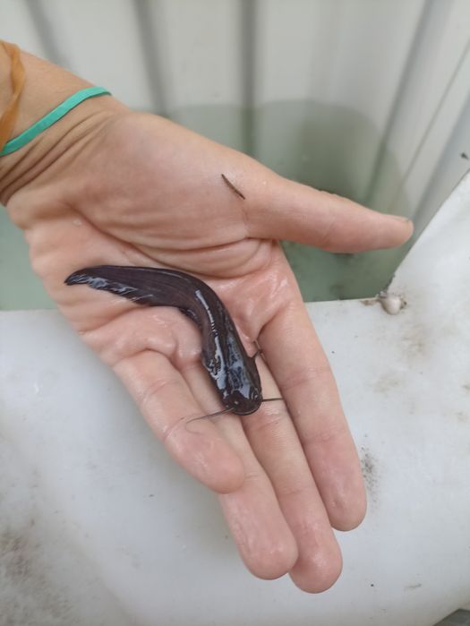 Szczupak Sandacz Sum Karp