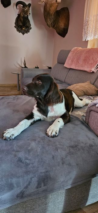 Mały Münsterländer