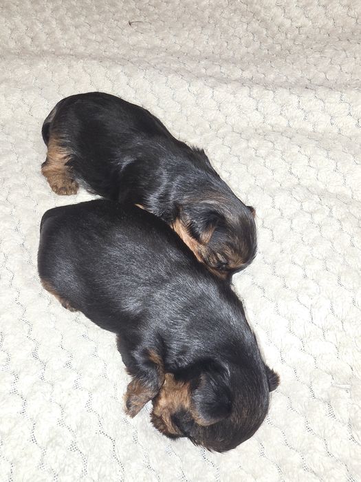 York mini bardzo mały piesek