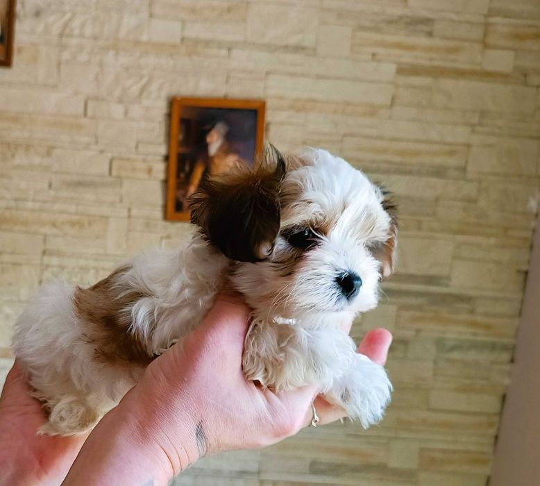 Yorki biwer  gotowe do odbioru