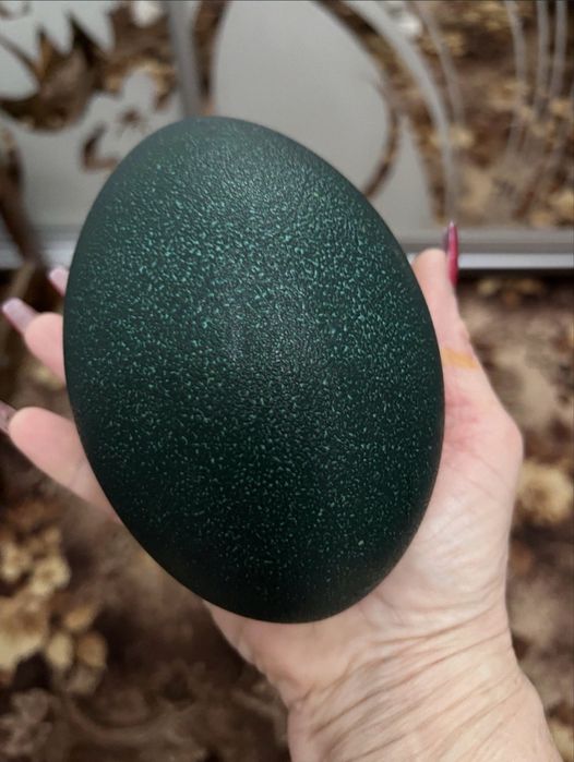 Яйца страуса Эмо