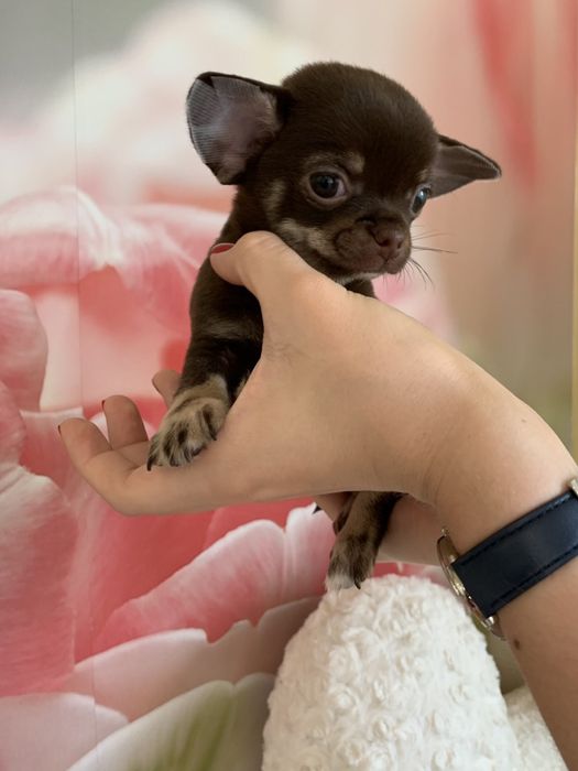 Мини мальчик чихуахуа, продам