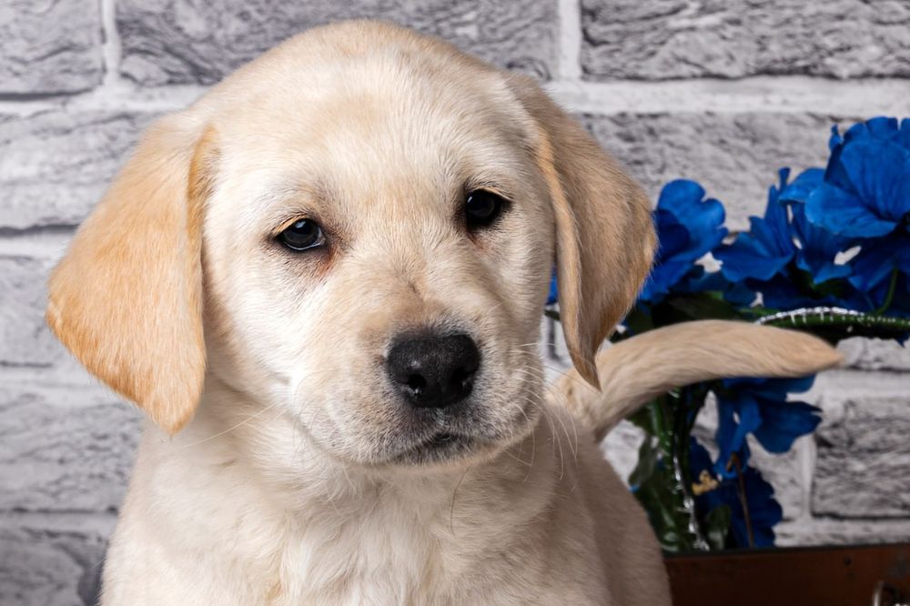 щенок лабрадора ретривера