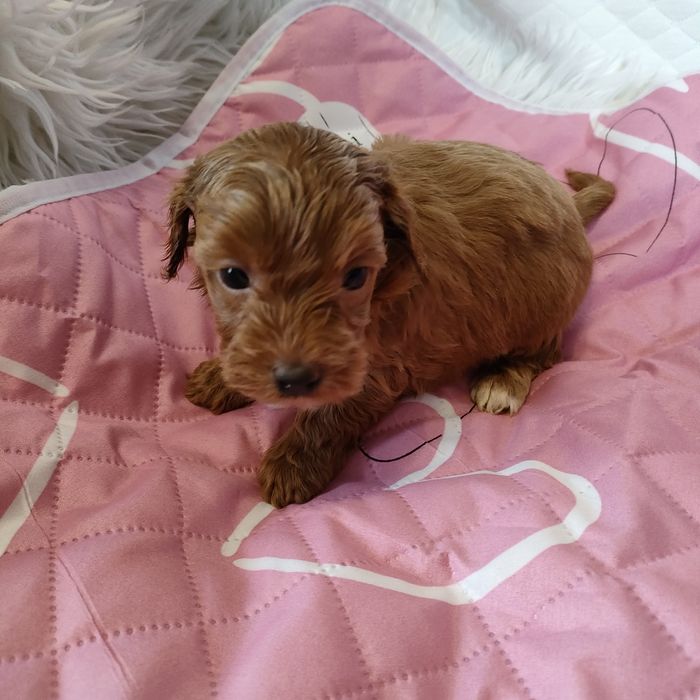 Śliczna suczka Maltipoo f1b