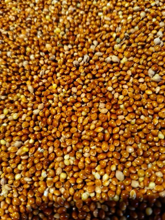 Proso czerwone papugi gołębie karma paczka 25 kg